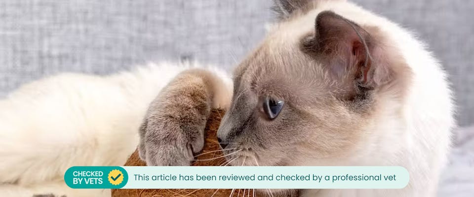 Can Cats Eat Coconut TrustedHousesitters